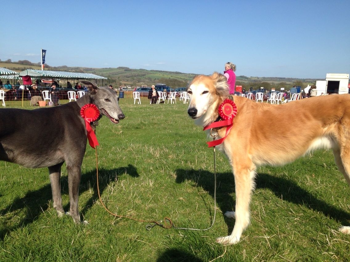Paws for Thought family dog show The Exeter Daily